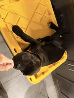 Eos, a male Cane Corso for sale in Irvine, CA – Photo 3 of 8