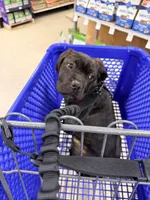 Eos, a male Cane Corso for sale in Irvine, CA – Photo 4 of 8