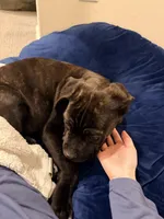 Eos, a male Cane Corso for sale in Irvine, CA – Photo 8 of 8