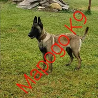 Patriot X Optimus, a  Belgian Malinois for sale in West Union, OH – Photo 1 of 10