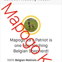 Patriot X Optimus, a  Belgian Malinois for sale in West Union, OH – Photo 9 of 10