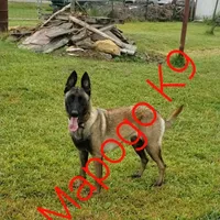 Patriot X Optimus, a  Belgian Malinois for sale in West Union, OH – Photo 8 of 10