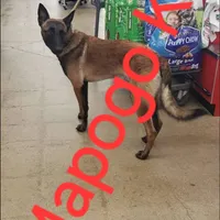 Patriot X Optimus, a  Belgian Malinois for sale in West Union, OH – Photo 2 of 10