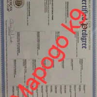 Patriot X Optimus, a  Belgian Malinois for sale in West Union, OH – Photo 4 of 10