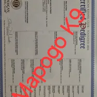 Patriot X Optimus, a  Belgian Malinois for sale in West Union, OH – Photo 7 of 10