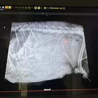 Patriot X Optimus, a  Belgian Malinois for sale in West Union, OH – Photo 10 of 10