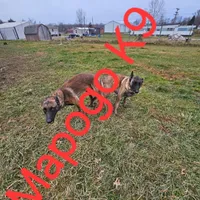 Patriot X Optimus, a  Belgian Malinois for sale in West Union, OH – Photo 3 of 10
