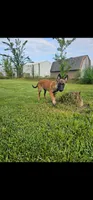 AKC black male, a male Belgian Malinois for sale in West Union, OH – 6 of 7