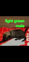 AKC Light green male (Valor X Optimus), a male Belgian Malinois for sale in West Union, OH – 2 of 9