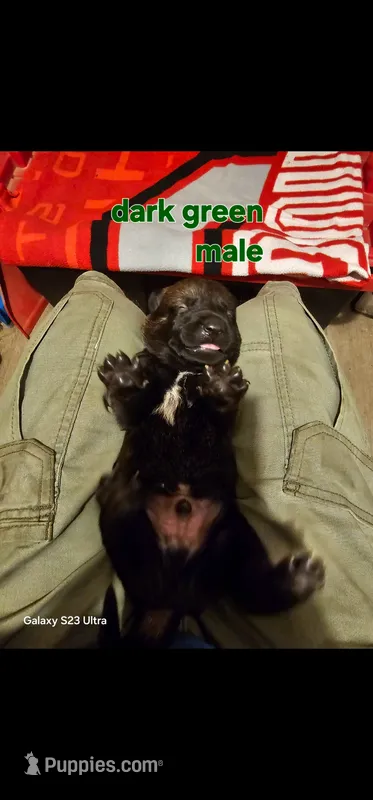 AKC Dark green male (Valor X Optimus) – Belgian Malinois puppy for sale in West Union, OH