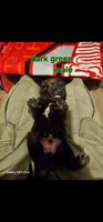 AKC Dark green male (Valor X Optimus), a male Belgian Malinois for sale in West Union, OH – 1 of 9