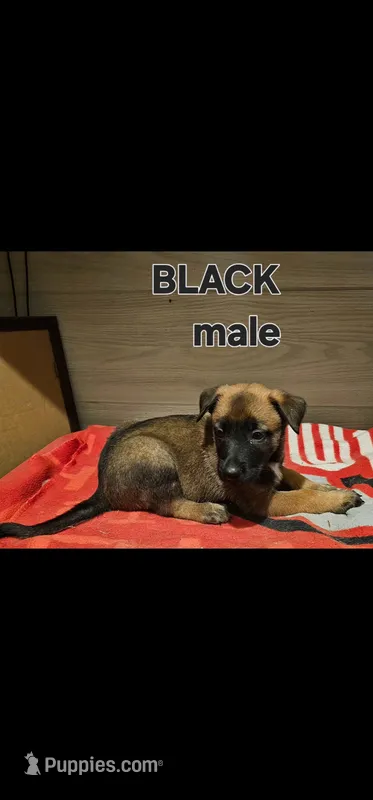 AKC Black male (Valor X Optimus) – Belgian Malinois puppy for sale in West Union, OH