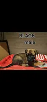 AKC Black male (Valor X Optimus), a male Belgian Malinois for sale in West Union, OH – 1 of 8