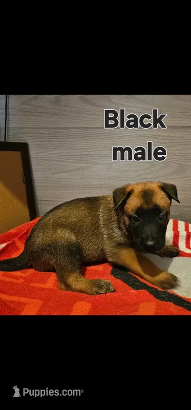 AKC Black male (Valor X Optimus) – Belgian Malinois puppy for sale in West Union, OH