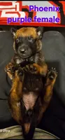 Purple female (Phoenix X Optimus), a female Belgian Malinois for sale in West Union, OH – Photo 2 of 2