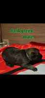 AKC Dark green male (Valor X Optimus), a male Belgian Malinois for sale in West Union, OH – 2 of 9