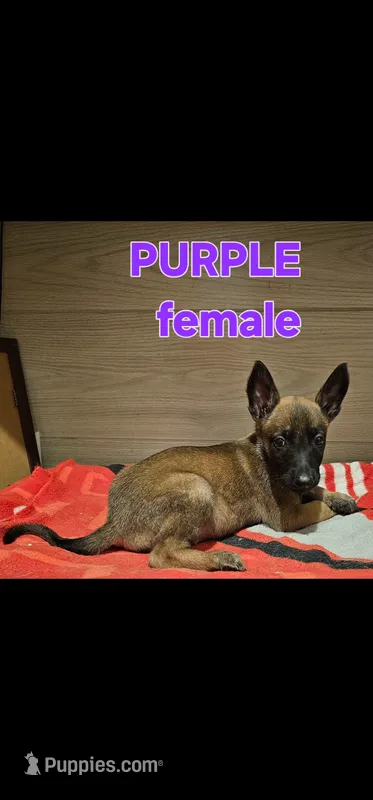AKC Purple female (Valor X Optimus) – Belgian Malinois puppy for sale in West Union, OH