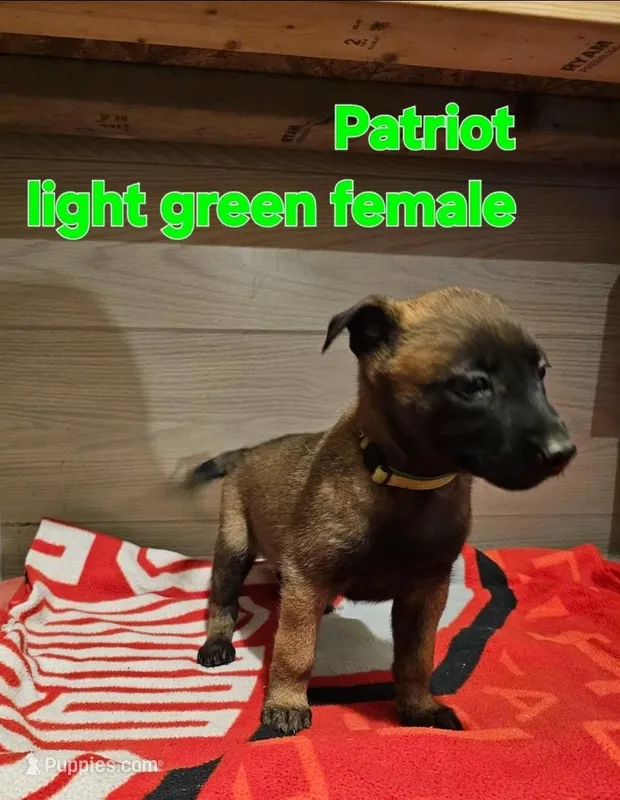 Light green female (Patriot X Optimus) – Belgian Malinois puppy for sale in West Union, OH