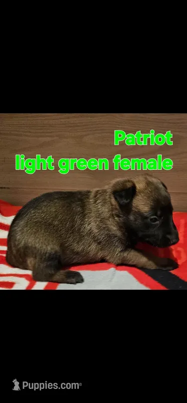 Light green female (Patriot X Optimus)