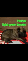 Light green female (Patriot X Optimus), a female Belgian Malinois for sale in West Union, OH – Photo 1 of 2