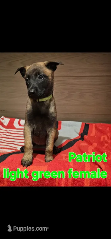 Light green female (Patriot X Optimus) – Belgian Malinois puppy for sale in West Union, OH