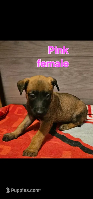 AKC Pink female (Valor X Optimus) – Belgian Malinois puppy for sale in West Union, OH