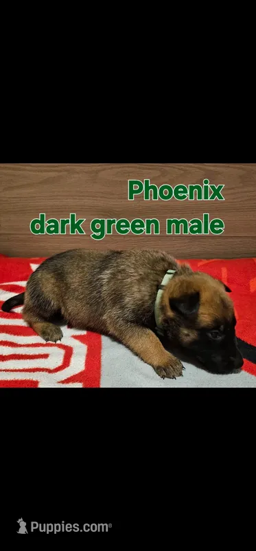 Dark green male (Phoenix X Optimus)