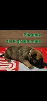 Dark green male (Phoenix X Optimus), a male Belgian Malinois for sale in West Union, OH – Photo 1 of 2