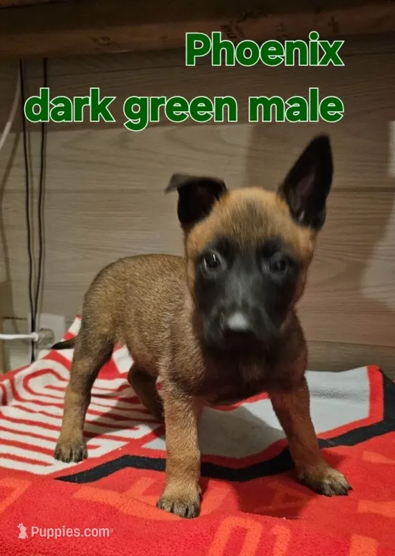 Dark green male (Phoenix X Optimus) – Belgian Malinois puppy for sale in West Union, OH
