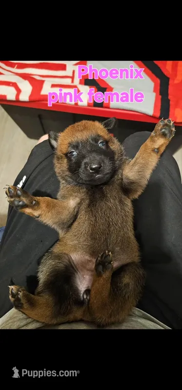 AKC belgian malinois – Belgian Malinois puppy for sale in West Union, OH