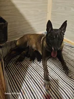 AKC puppies, a male Belgian Malinois for sale in West Union, OH – Photo 2 of 2