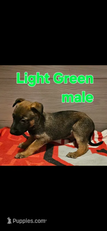 AKC Light green male (Valor X Optimus) – Belgian Malinois puppy for sale in West Union, OH