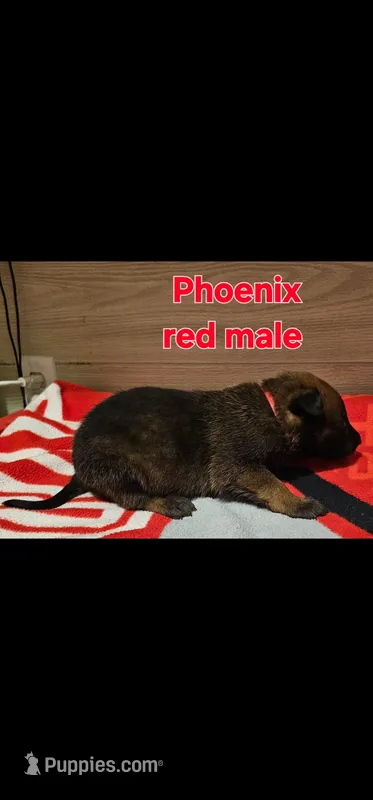 Red male (Phoenix X Optimus)