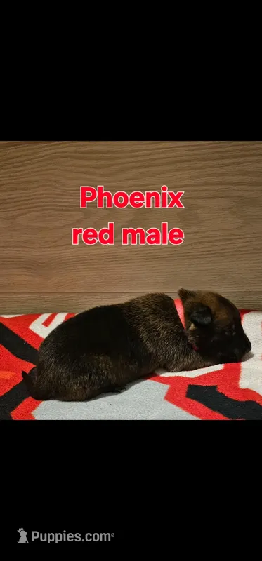 Red male (Phoenix X Optimus), a male Belgian Malinois for sale in West Union, OH – Photo 1 of 3