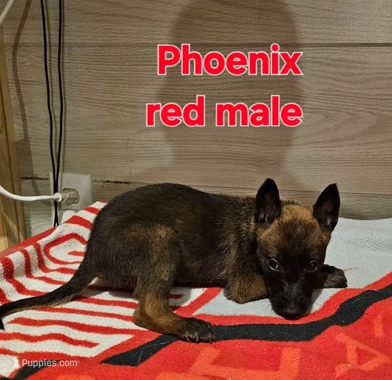 Red male (Phoenix X Optimus) – Belgian Malinois puppy for sale in West Union, OH