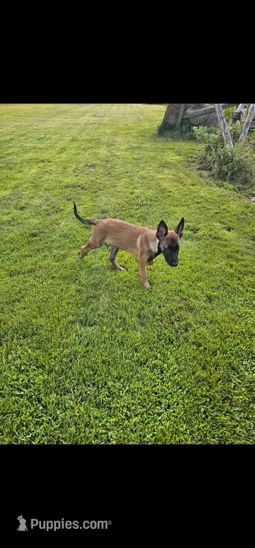 AKC black male – Belgian Malinois puppy for sale in West Union, OH
