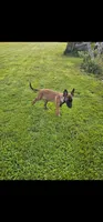 AKC black male, a male Belgian Malinois for sale in West Union, OH – 1 of 7