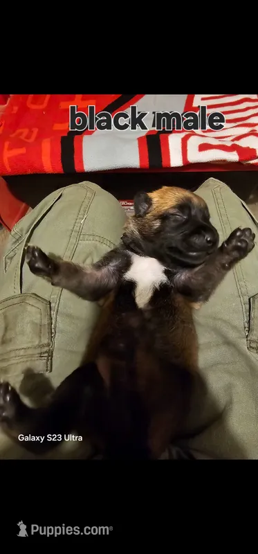 AKC Black male (Valor X Optimus) – Belgian Malinois puppy for sale in West Union, OH