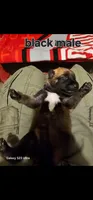 AKC Black male (Valor X Optimus), a male Belgian Malinois for sale in West Union, OH – 1 of 8