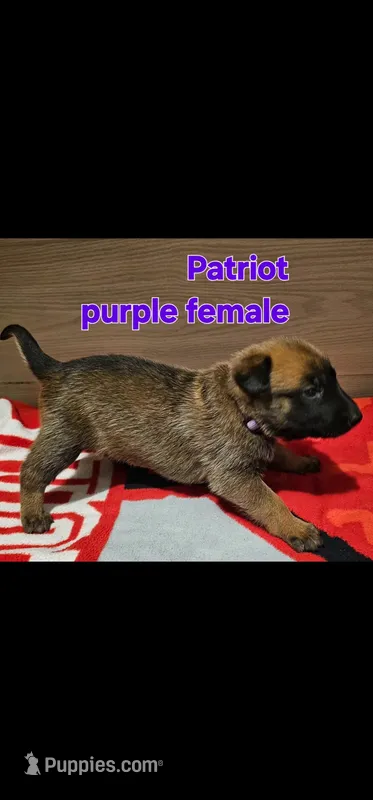 Purple female (Patriot X Optimus)