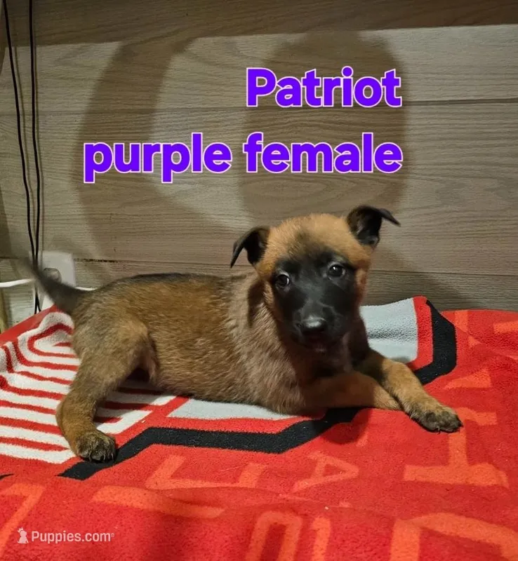 Purple female (Patriot X Optimus) – Belgian Malinois puppy for sale in West Union, OH