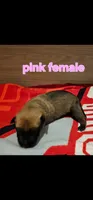 AKC Pink female (Valor X Optimus), a female Belgian Malinois for sale in West Union, OH – 2 of 9
