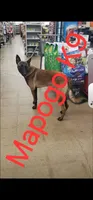 AKC Purple female (Valor X Optimus), a female Belgian Malinois for sale in West Union, OH – 4 of 9