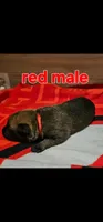 AKC Red male (Valor X Optimus), a male Belgian Malinois for sale in West Union, OH – 2 of 9