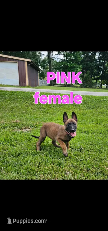 AKC Pink female (Valor X Optimus) – Belgian Malinois puppy for sale in West Union, OH