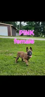 AKC Pink female (Valor X Optimus), a female Belgian Malinois for sale in West Union, OH – 1 of 9