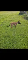 AKC black male, a male Belgian Malinois for sale in West Union, OH – 3 of 7