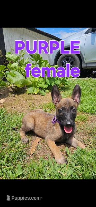 AKC Purple female (Valor X Optimus) – Belgian Malinois puppy for sale in West Union, OH