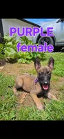 AKC Purple female (Valor X Optimus), a female Belgian Malinois for sale in West Union, OH – 1 of 9