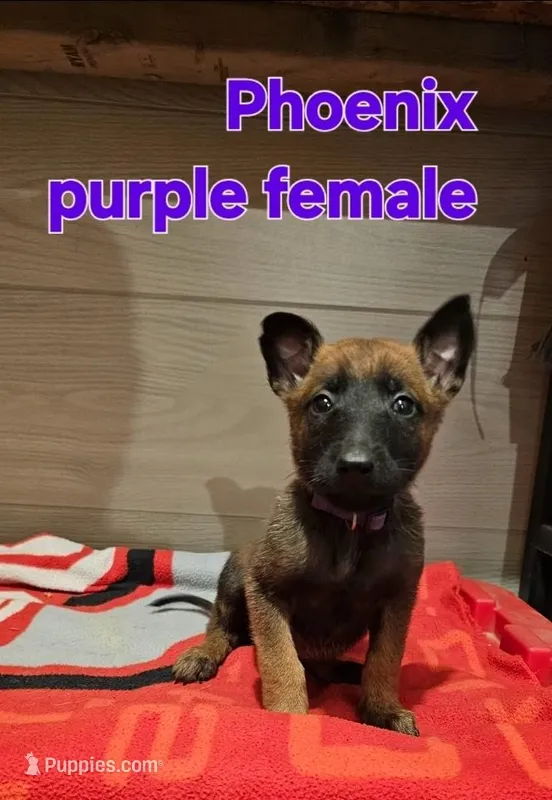 Purple female (Phoenix X Optimus) – Belgian Malinois puppy for sale in West Union, OH